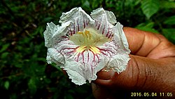 Sparattosperma leucanthum (Vell.) K.Schum. - Flickr - Alex Popovkin, Bahia, Brazil (7).jpg