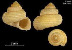 Spectamen flavum (MNHN-IM-2012-41004).jpeg