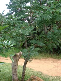 Stryphnodendron adstringens.jpg