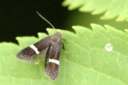 Syncopacma.larseniella.jpg