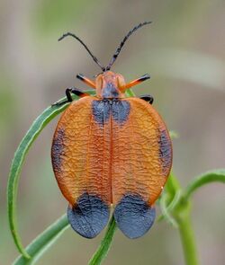 Tailed Net-winged Beetle (Lycus trabeatus) (12007839755), crop.jpg