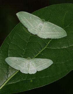 The Bad Wing, Dyspteris abortivaria, Featherstone National Wildlife Refuge, Woodbridge, Virginia.jpg