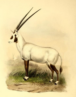 The book of antelopes (1894) Oryx beatrix.png