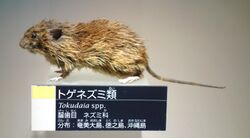Tokudaia spp. - National Museum of Nature and Science, Tokyo - DSC07082.JPG