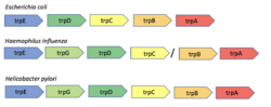 Trp Operon organization across three different species of bacteria.png