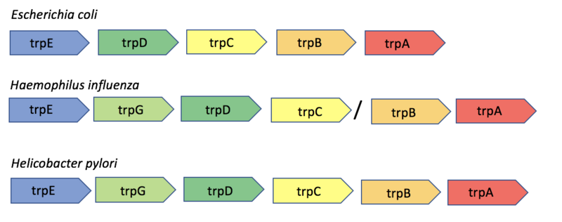File:Trp Operon organization across three different species of bacteria.png