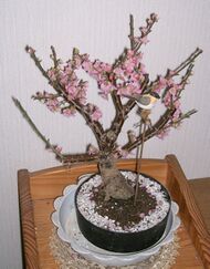 Ume bonsai.jpg