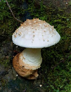 Unidentified Fungus 8452 2.jpg