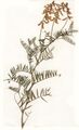 Vicia tenuifolia Herbar.jpg