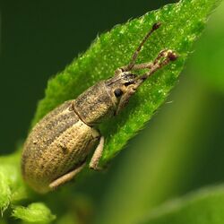 Weevil in a Leaf (15367635417).jpg