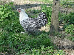 a white hen with black barring or pencilling to the body, wings and tail