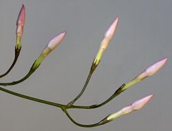 (MHNT) Jasminum polyanthum - flower buds HD.jpg