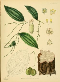 A hand-book to the flora of Ceylon (Plate XCIII) (6430664353).jpg