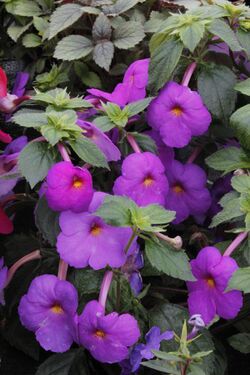 Achimenes skinneri in cultivation.jpg