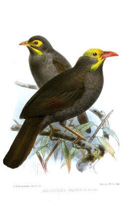 painting depicted adult bare-headed laughingthrush in foreground and juvenile in background