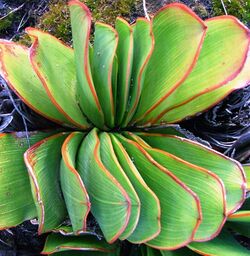 Aloe haemanthifolia of Western Cape mountaintops South Africa 6.JPG