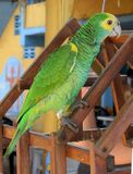 Amazona barbadensis -pet-4.jpg