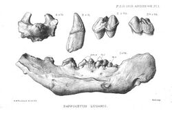 Andrews-1920-Plate-1-Pappocetus-ligardi.JPEG