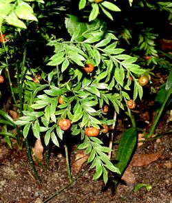 Asparagus simulans - Botanischer Garten, Dresden, Germany - DSC08579.JPG