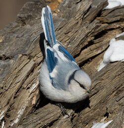 Azure tit