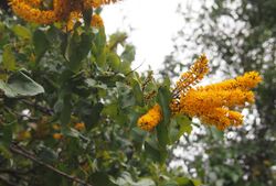 Barklya syringifolia flowers.jpg