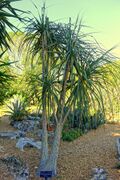 Beaucarnea guatemalensis - Marie Selby Botanical Gardens - Sarasota, Florida - DSC01325.jpg