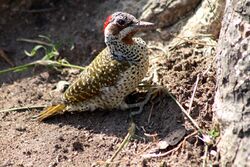 Bennett's woodpecker 2 (2769926445).jpg