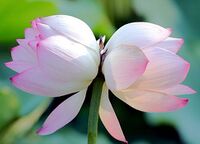 Bingdi lotuses.jpg
