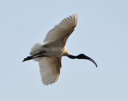 Black headed ibis in Jamnagar.jpg