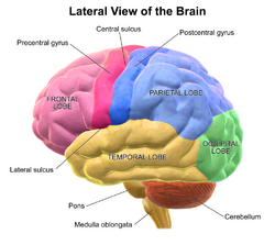 Blausen 0101 Brain LateralView.png