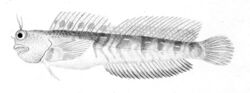 Blenniella periophthalmus1.jpg