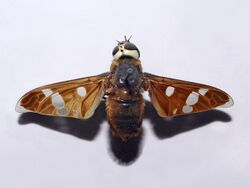 Bombyliidae - Hyperalonia morio.JPG