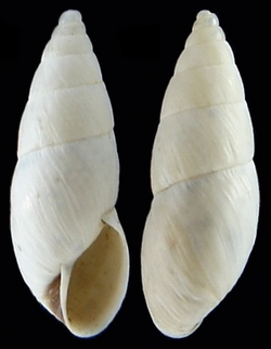 Bostryx chusgonensis sipas shell.png