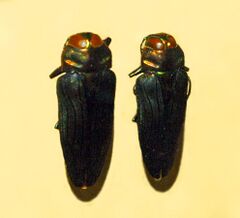 Buprestidae - Belionota prasina.jpg