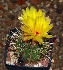 Cactaceae - Parodia mammulosa.JPG