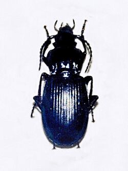 Carabidae - Pterostichus morio liguricus.JPG