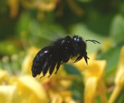 Carpenter Bee. Xylocopa sp. - Flickr - gailhampshire.jpg