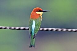 Chestnut-headed bee-eater (Merops leschenaulti).jpg