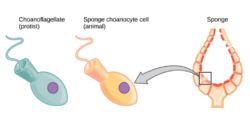 Choanoflagellate and choanocyte.png