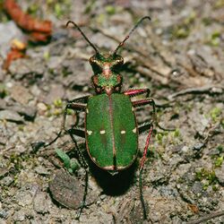 Cicindela.campestris.1809.jpg