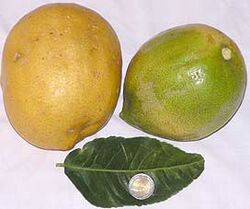 Citrons leaves.jpg