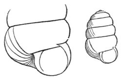 Columella edentula drawing.jpg