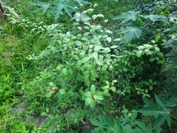 Commiphora madagascariensis.jpg