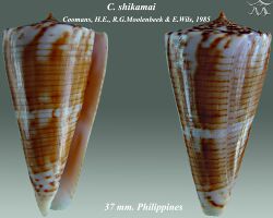 Conus shikamai 1.jpg