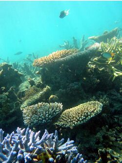 Coral reef PloS.jpg