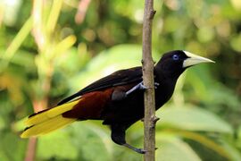 Crested oropendola on a branch
