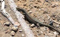 Cretan wall Lizard (Podarcis cretensis).jpg