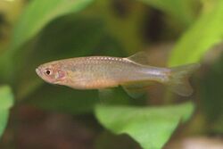 Danio roseus.jpg