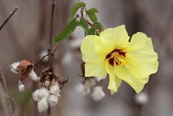 Darwin's-cotton-flower.jpg