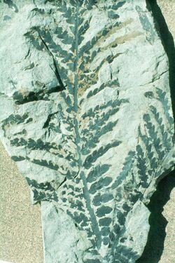 Dicroidium zuberi leaf.jpg